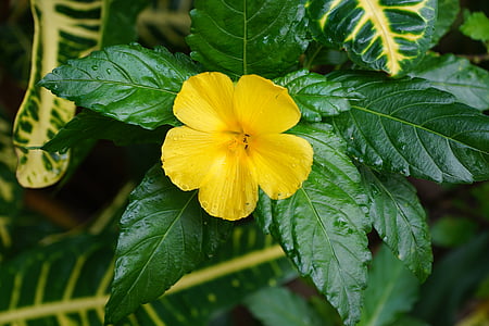 цвете, хибискус, жълто, Кариби