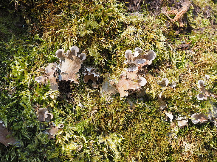 mushrooms, moss, curled crater elle, craterellus sinuosus, pseudocraterellus undulatus, chanterelle related, cantharellaceae