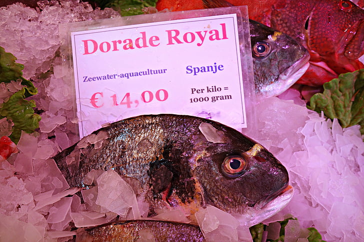 pesce, animale, frutti di mare, fresco, pesce fresco, pesce crudo, Dorade royal