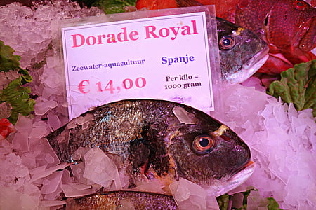 fisk, dyr, sjømat, frisk, fersk fisk, rå fisk, dorade royal