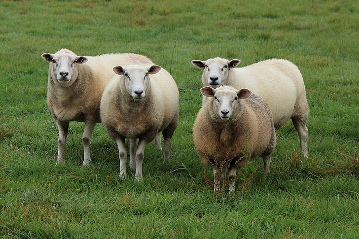 ovelles, ramat d'ovelles, ramat, les pastures, animals, Prat, natura