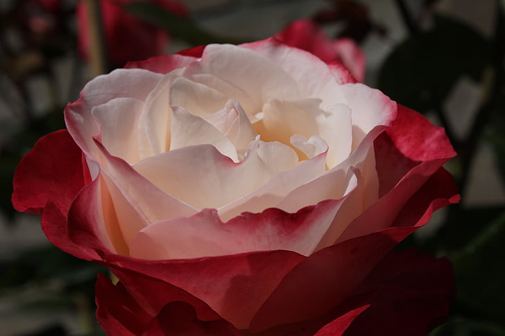 levantou-se, flor, natureza, rosa vermelha, flores, planta de jardim, Rosa-tronco