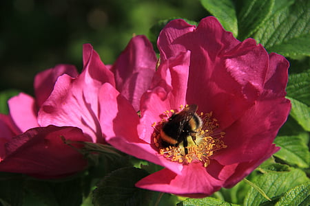 rose, bumblebee, flower, red