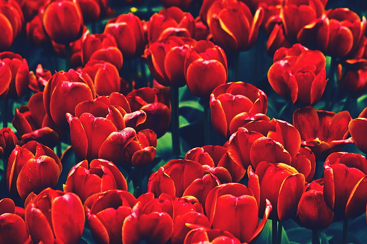 bunga, bunga, alam, Tulip, Tulip, merah, kerumunan