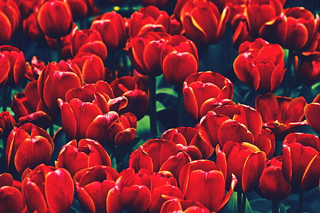 fiore, fiori, natura, tulipano, Tulipani, rosso, folla