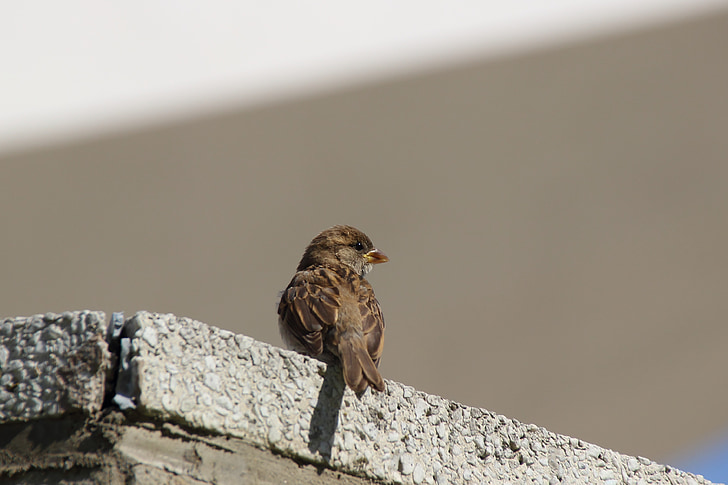 Sparrow, Sperling, Songbird, oiseau, ville, photographie de la faune, portrait de l’oiseau