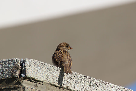Sparrow, sperling, Songbird, burung, Kota, fotografi satwa liar, burung potret