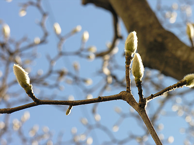 Magnolia, musim semi, tanaman, alam, menunggu, menghancurkan, Takeshi