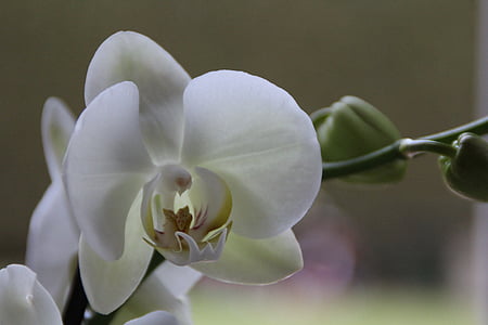 Orquídea, Blanco, flor, floración, flor, planta, flora