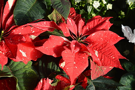 poinsettia, flower, red, christmas, festive, xmas, season