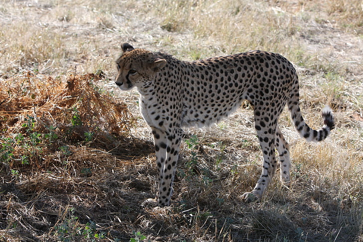 Gepard, Namibia, dziki, Natura, dzikie zwierzęta, Afryka, Fotografia dzikiej