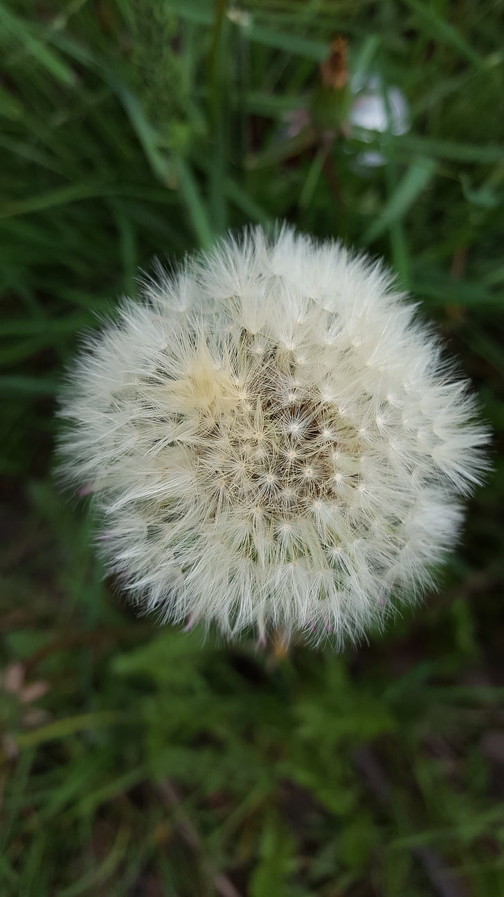 dandelion, fluff, flower, nature, close-up, plant