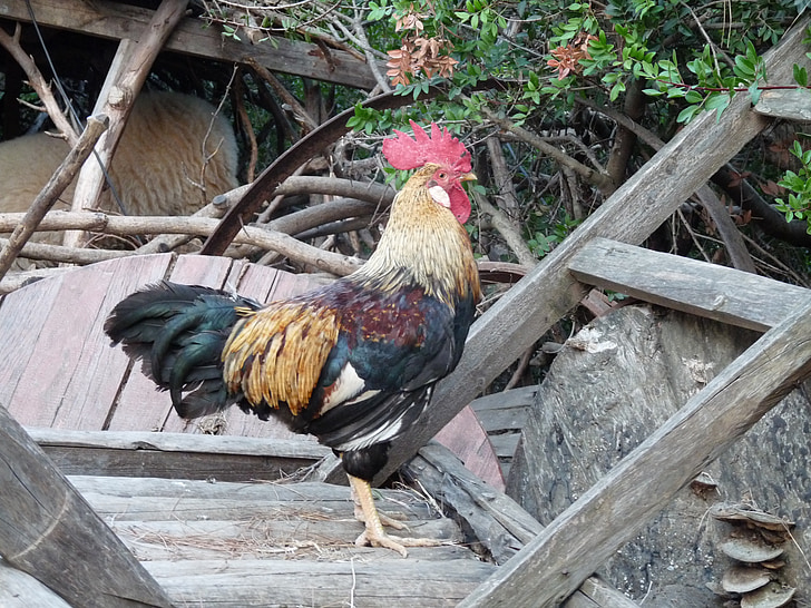 gallo, Gallo, Turchia, Antalya