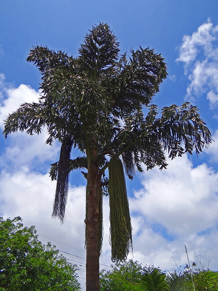 fishtail palm, Западные Гаты, Индия, небо, дерево, органические, Сельское хозяйство