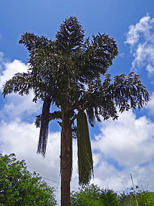 Fishtail palm, ghats ocidental, Índia, céu, árvore, orgânicos, agricultura