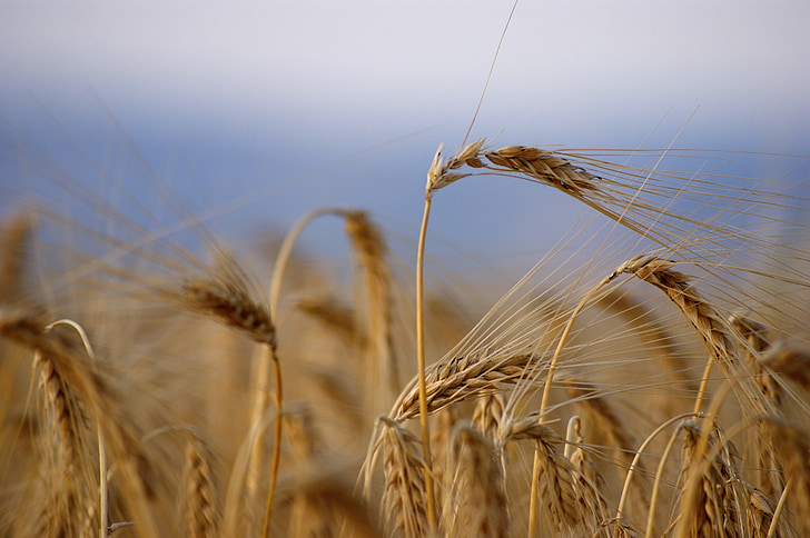 wheat, ripe, harvest, summer, cornfield, cereals, arable