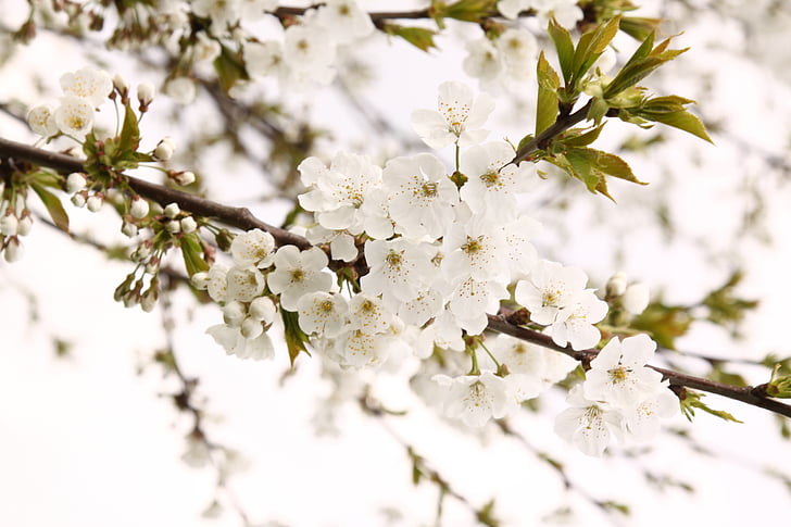 cereja, cerejeiras em flor, flores, árvore, Branco, Primavera, Primavera