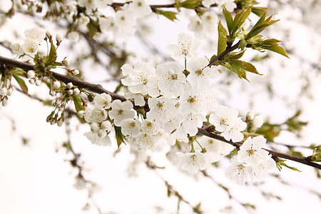 kirsikka, kirsikankukkia, kukat, puu, valkoinen, kevään, Kevät
