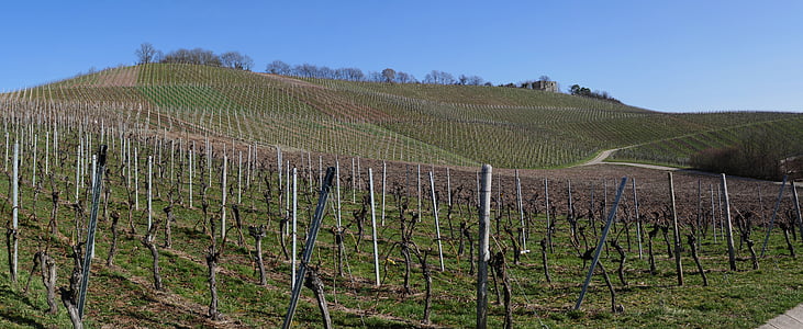 Panorama, wijngaarden, wijnstokken, weergave, Outlook, winter, lente