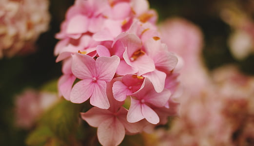kukka, vaaleanpunainen, terälehti, Bloom, Puutarha, kasvi, Luonto