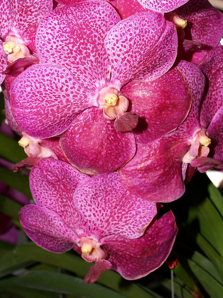 orchidėja, gėlė, šviesus, violetinė, floros, augimo, apdaila
