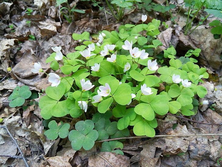 spring, nature, flowers, bloom, leaf, plant