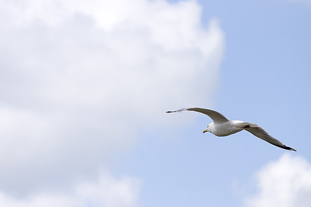 seagull, sky, clouds, fly, wing, bird, coast