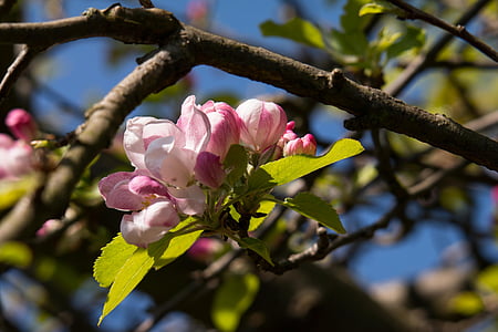 flor de maçã, árvore de maçã, broto, -de-rosa, Primavera, flor, flor