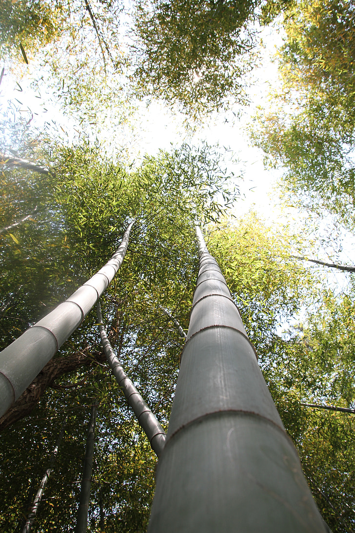 bambu, hutan, tanaman, hutan bambu