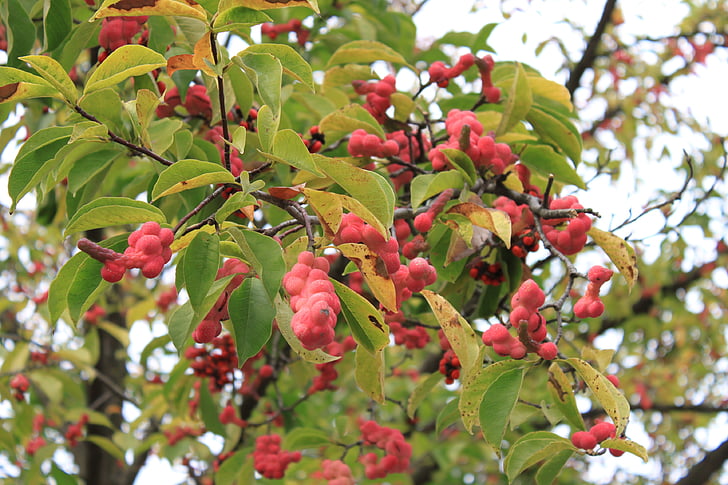 Magnolia, frutta, rosso, maturi, cluster, semi, alberi