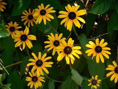 Rudbeckia, μαυρομάτικα susan, Κίτρινο, το καλοκαίρι, Μαργαρίτα, φωτεινή, το πεδίο