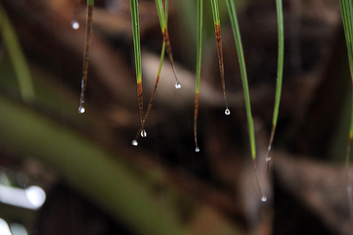 rain, leaves, drop