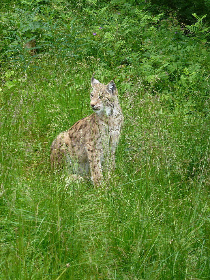 Lynx, rovdyr, arten af de, jæger, kjøttspiser, græs