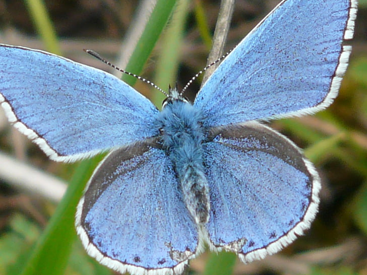 papallona, papallones, blau comú, planta és blau, bläuling comú, blau, animal