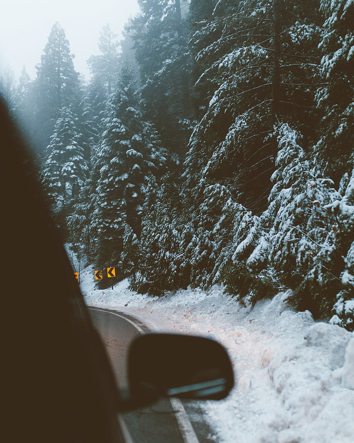tall, trees, snow, winter, cold temperature, car, nature
