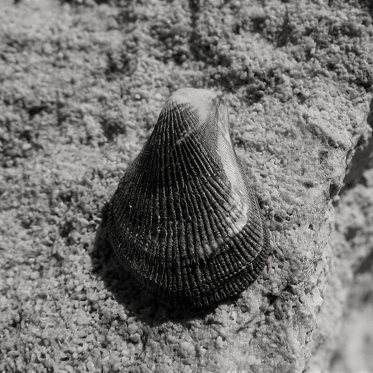 shell, strand, natuur, Sea shell, Marine