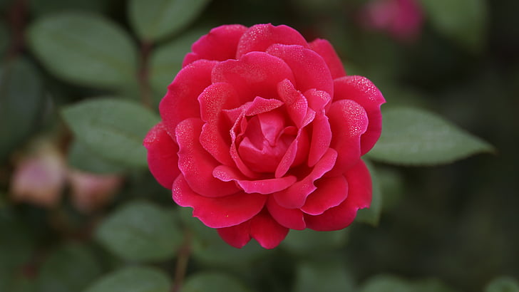 a rose, flowers, nature, red petal, bloom