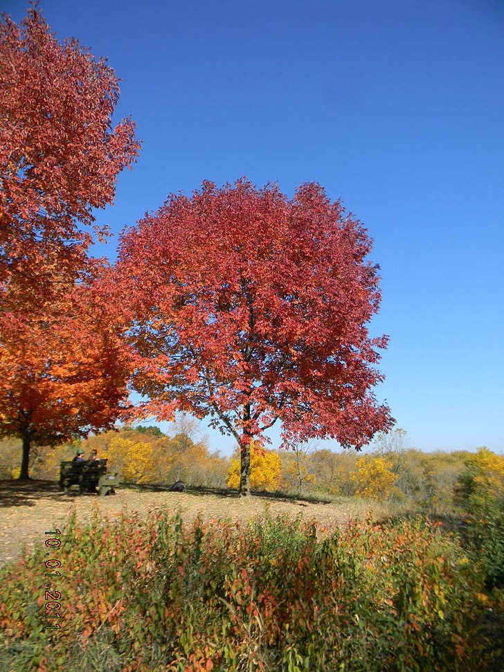 caduta, fogliame, foglie di autunno USA, America, alberi, albero, foglie di autunno