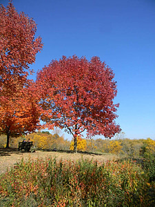 jesen, lišće, SAD-a jesenje lišće, Države, stabla, drvo, jesenje lišće
