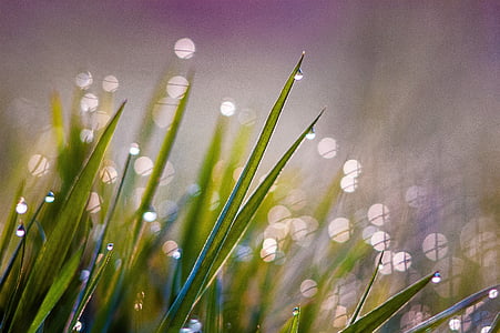 green, grass, moist, dew, morning, light, back light