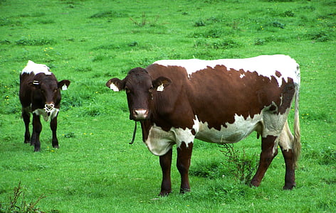 vaca, becerro, del pasto, Suiza