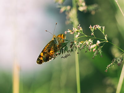 Schmetterling, Blume, Natur, Anlage, Insekt, im freien, Unschärfe