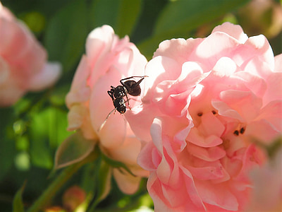 개미, 곤충, 정원, 닫기, 장미, 핑크, 꽃