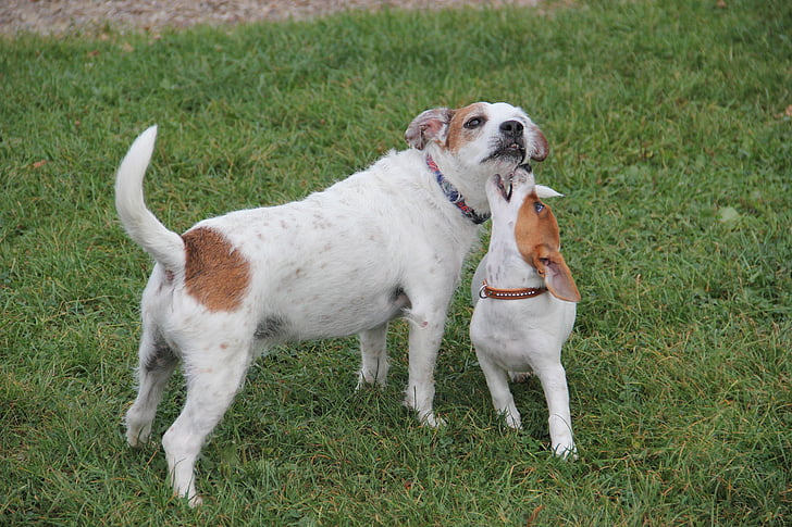 Jack terrier russel, jogar, foto de filhote de cachorro, cão jovem, cães a brincar, filhote de cachorro, cães