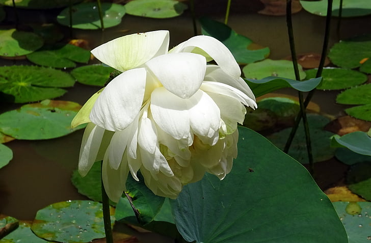 Lotus, květ, bílá, Nelumbo nucifera, indické lotus, posvátný lotos, Dharwad