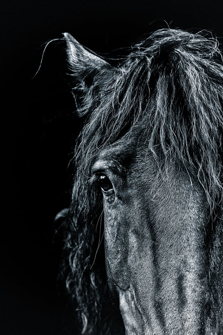 cal, portret, ponei, negru, întuneric, artistice, cabaline