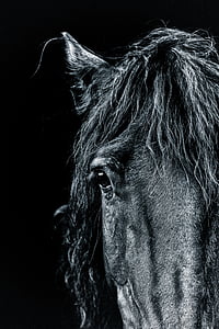 konj, portret, ponija, črna, temno, umetniški, konj