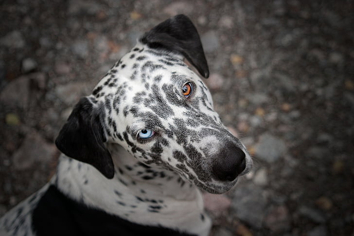 pas, životinja, oči, različite boje, oko plavo, smeđe oči, plava i smeđa