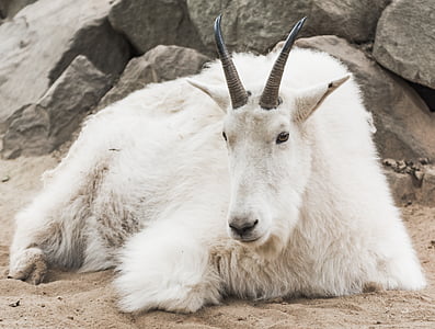 mountain goat, zoo, white, fur