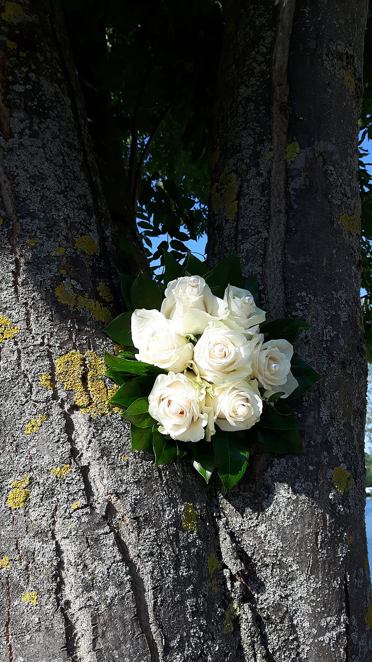 bouquet of roses, roses, tree